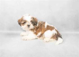 Shih Tzu