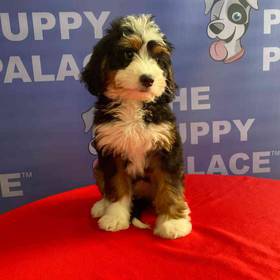 Bernedoodle-Mini Poodle