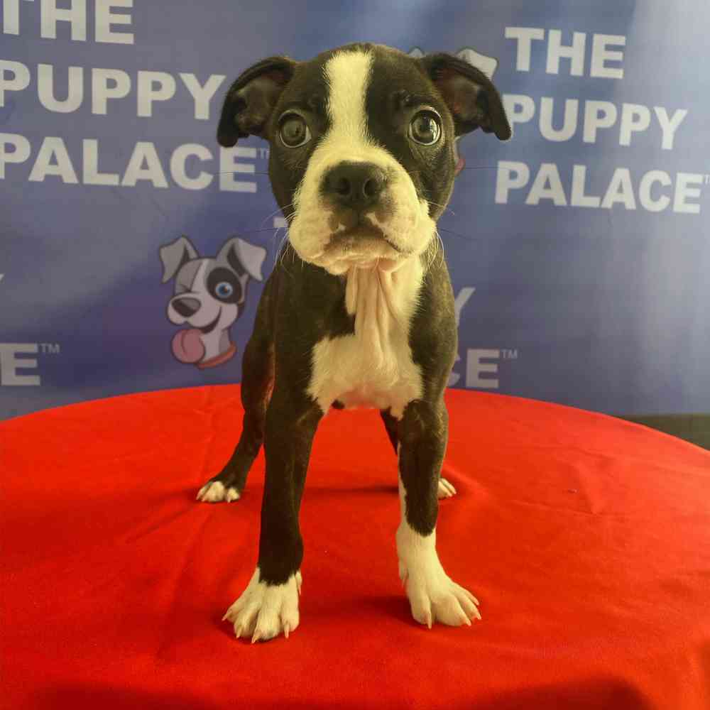 Image of a pet breed in the gallery