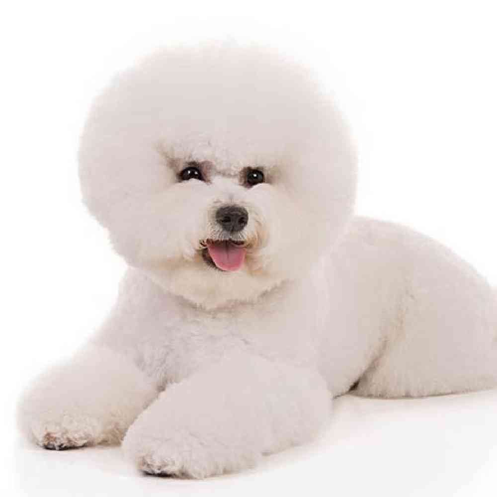 Bichon