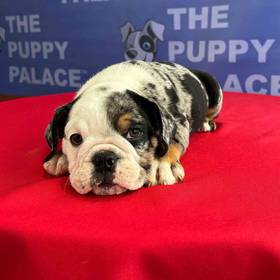 American Bulldog