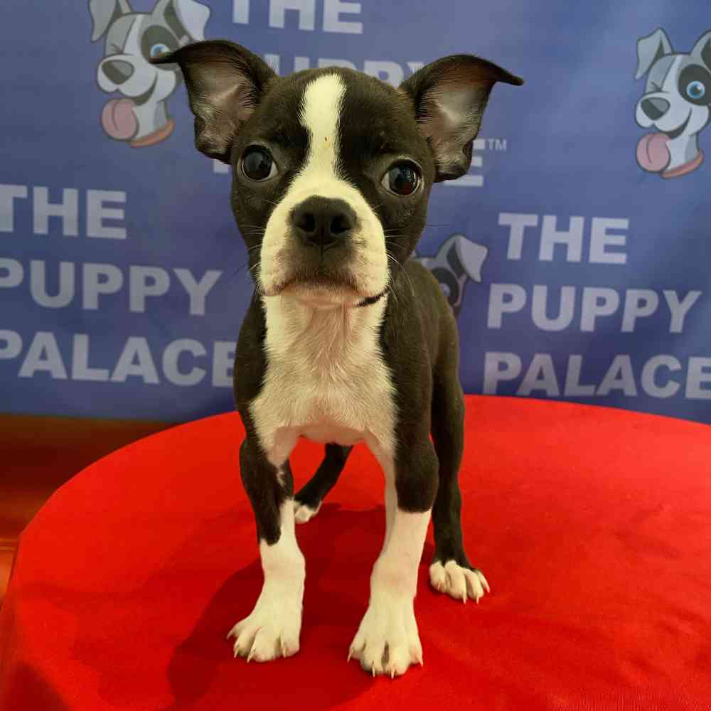 Image of a pet breed in the gallery