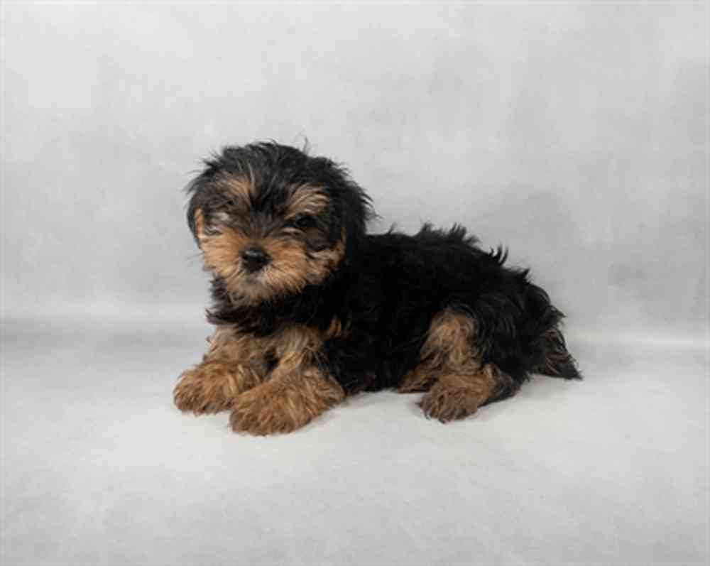 Image of a pet breed in the gallery