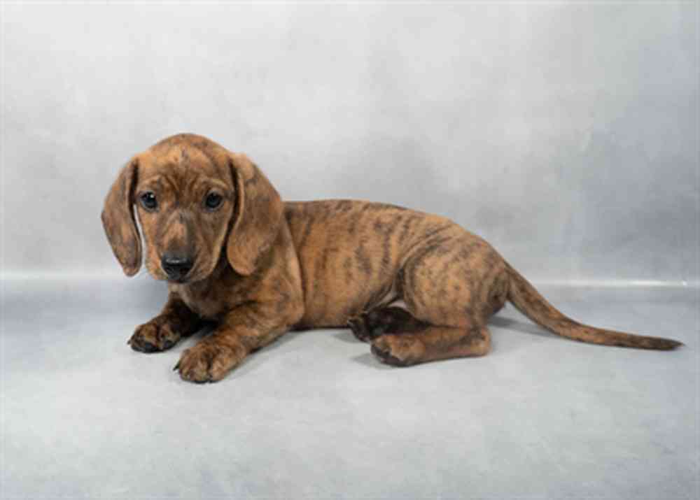Image of a pet breed in the gallery
