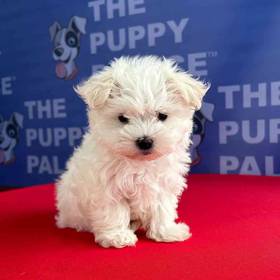 Maltese