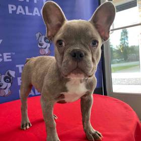 French Bulldog