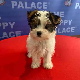 Yorkie