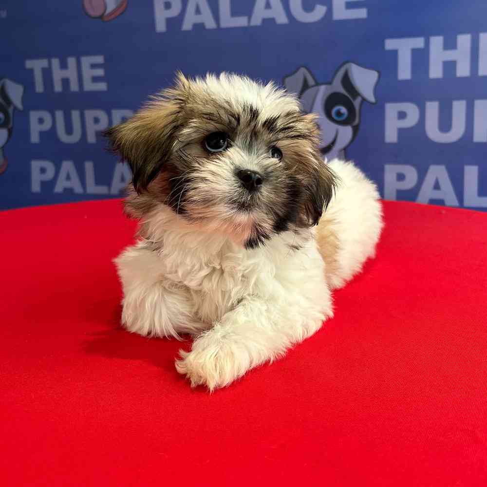 carousel pet images