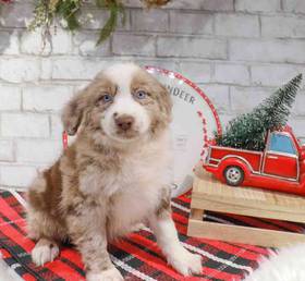 Australian Shepherd