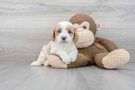 Cavapoo