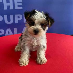 Yorkie