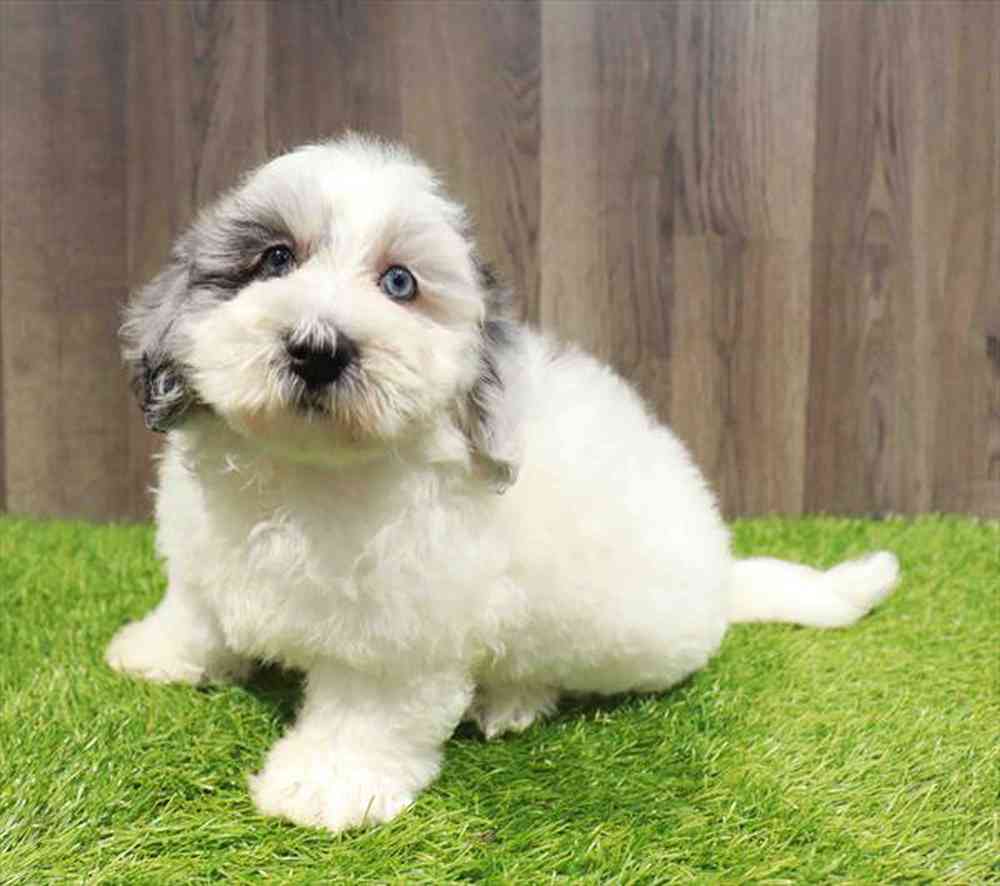 Mini Bernadoodle 2nd Gen