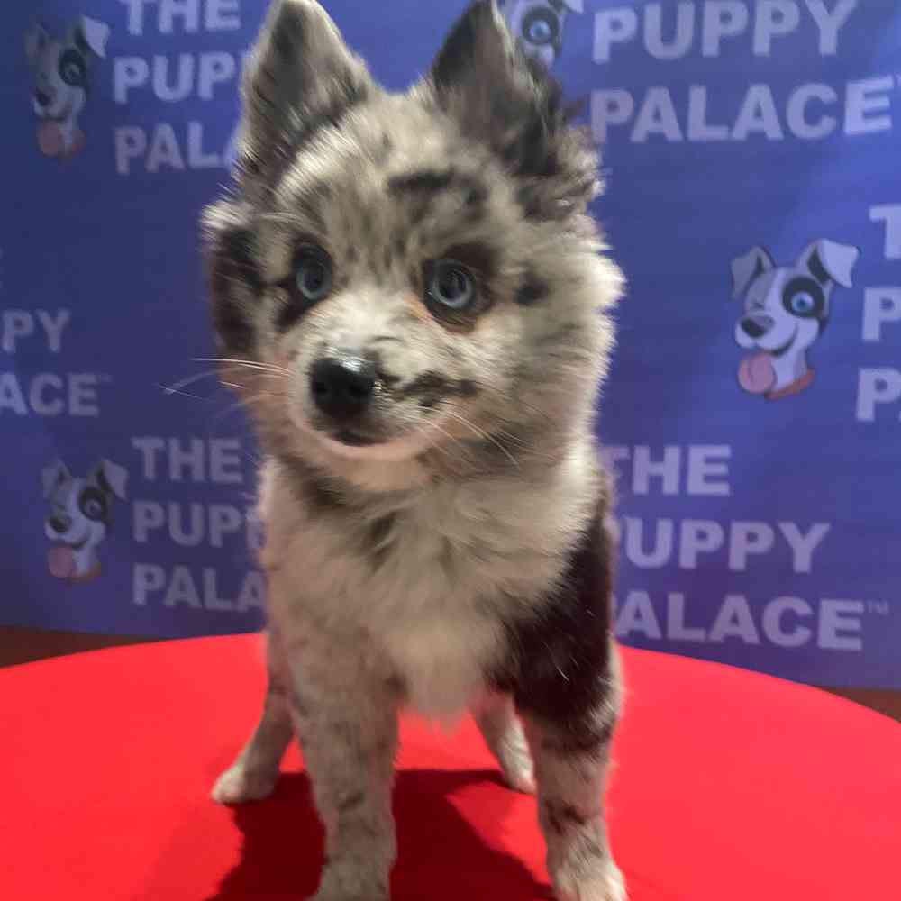 carousel pet images