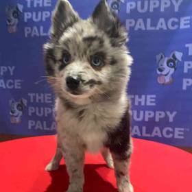 Pomsky