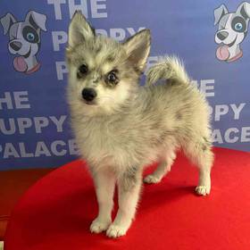 Pomsky