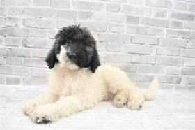 Komondor-Standard Poodle