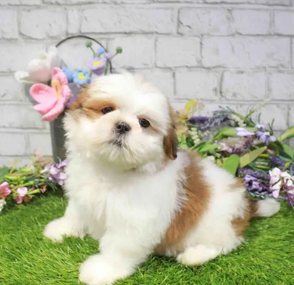 Male Lhasa Apso puppy named Ellio for sale at The Puppy Palace CT.