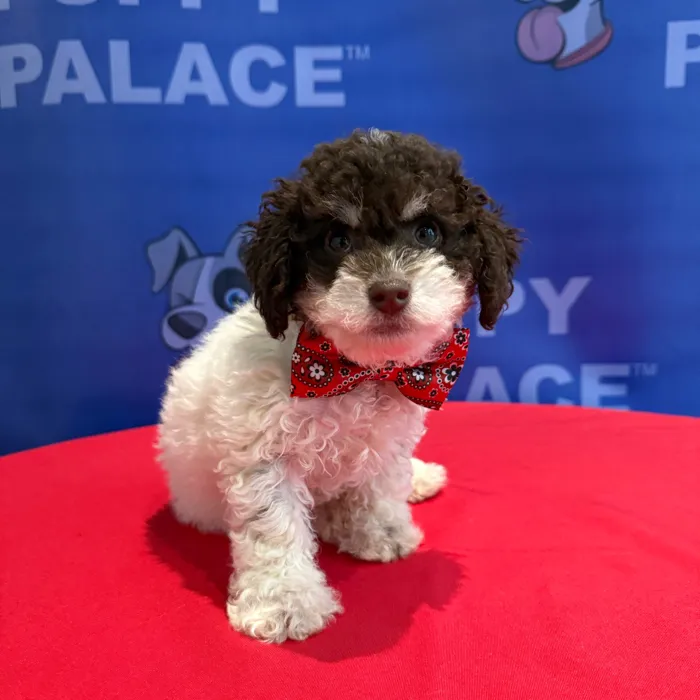 Male Poodle puppy named Philippe for sale at The Puppy Palace CT.