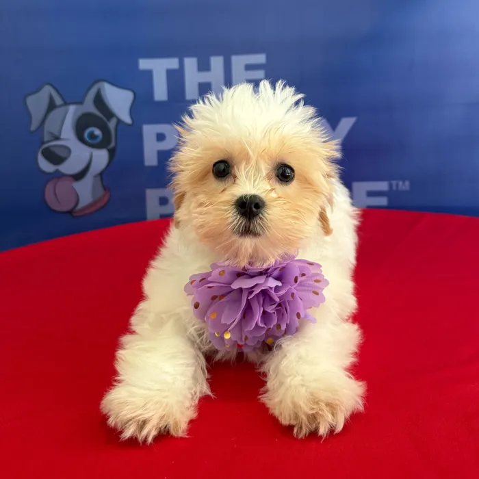Female Teddy Bear puppy named Fiona for sale at The Puppy Palace CT.