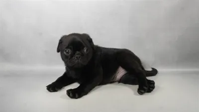 Male Pug puppy named Percy for sale at The Puppy Palace CT.