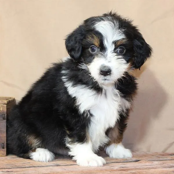 Female Aussiedoodle puppy named Faye for sale at The Puppy Palace CT.