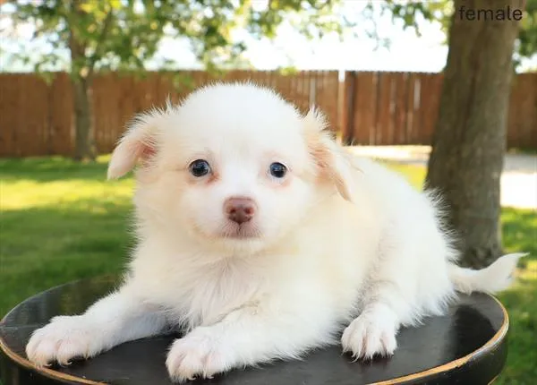 Female Chihuahua puppy named Boo for sale at The Puppy Palace CT.