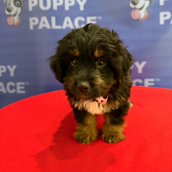 Male Mini Aussiedoodle puppy named Patch for sale at The Puppy Palace CT.