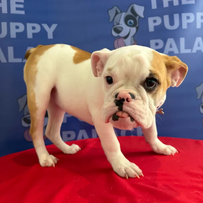 Female Bulldog puppy named Nala for sale at The Puppy Palace CT.