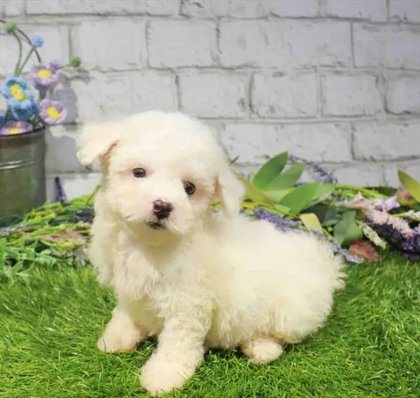 Female Bichon puppy named Jasmine for sale at The Puppy Palace CT.