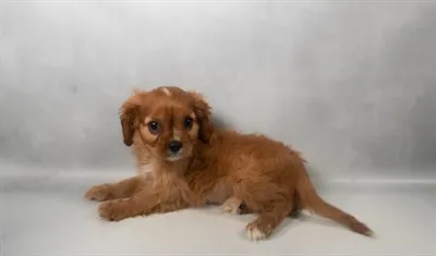 Male Cavalier King Charles Spaniel puppy named Jj for sale at The Puppy Palace CT.