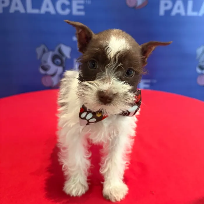 Male Mini Schnauzer puppy named Archibald for sale at The Puppy Palace CT.