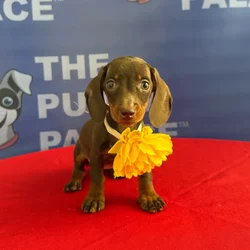 Female Dachshund puppy named Puddles for sale at The Puppy Palace CT.