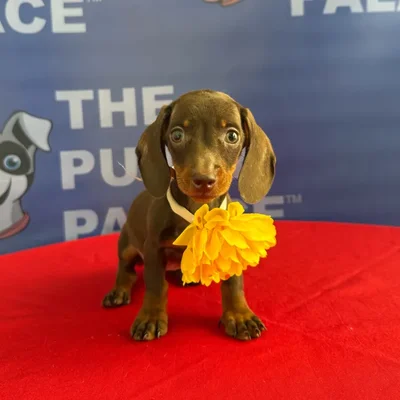 Female Dachshund puppy named Puddles for sale at The Puppy Palace CT.