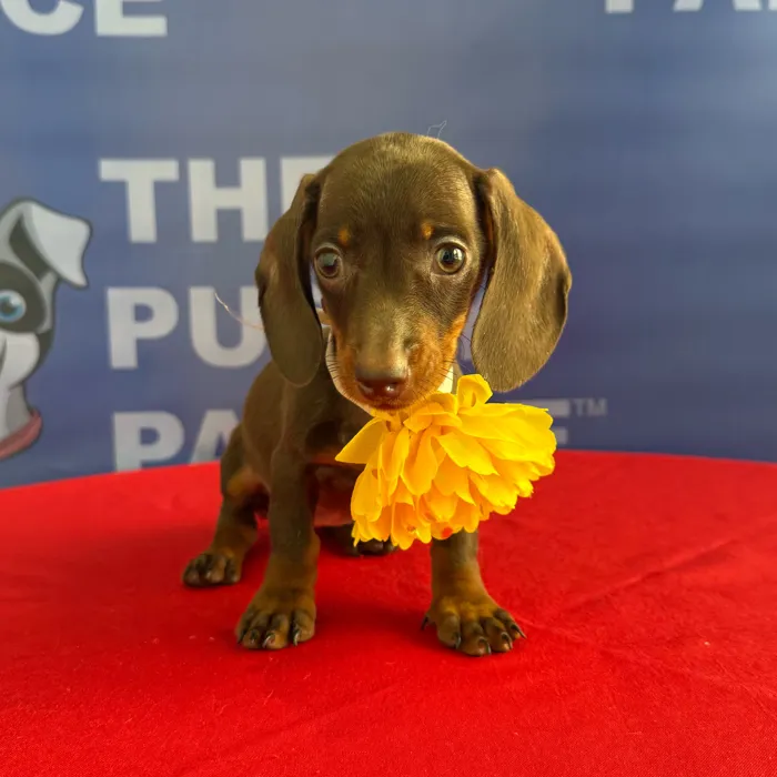 Female Dachshund puppy named Puddles for sale at The Puppy Palace CT.