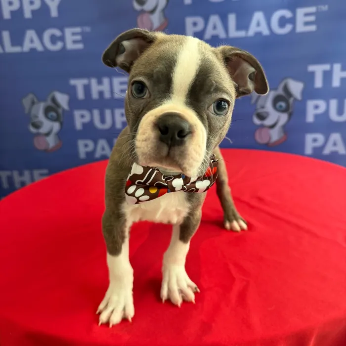 Male Boston Terrier puppy named Chase for sale at The Puppy Palace CT.