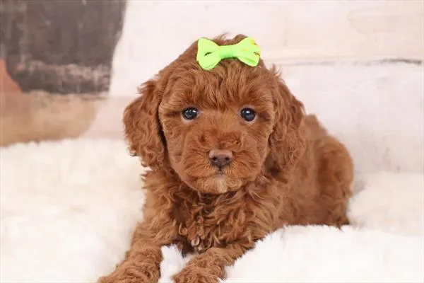 Female Mini Poodle puppy named Poppy for sale at The Puppy Palace CT.