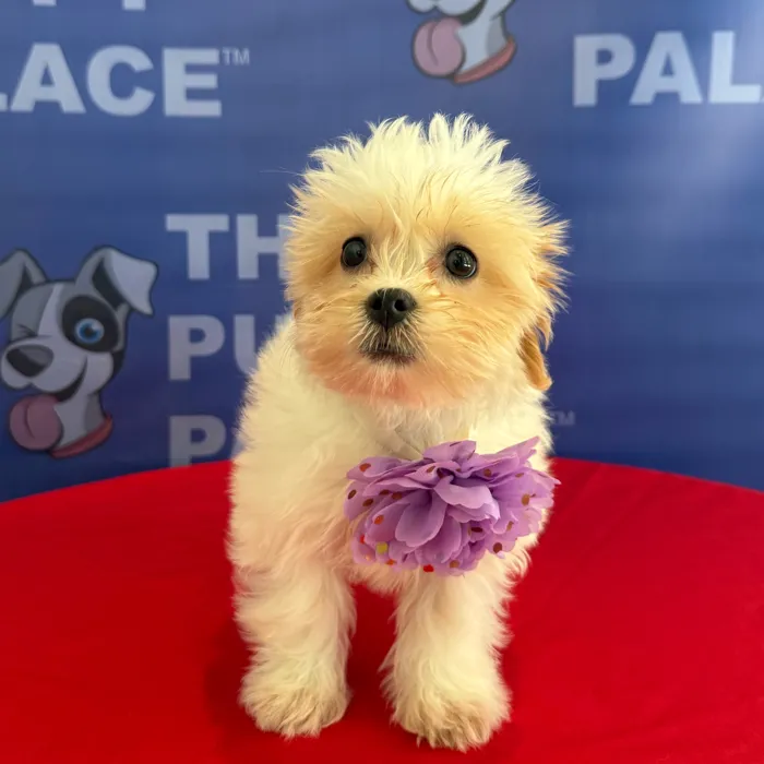 Female Teddy Bear puppy named Fiona for sale at The Puppy Palace CT.