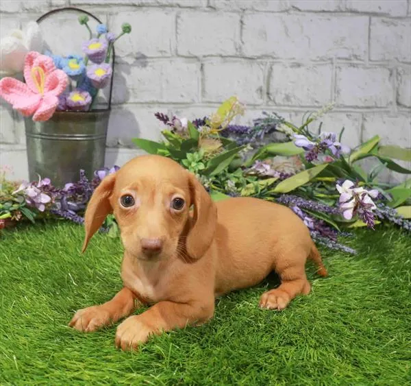 Male Dachshund puppy named Alfie for sale at The Puppy Palace CT.