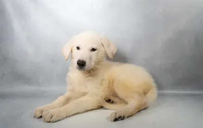 Male German Shepherd puppy named Swartz for sale at The Puppy Palace CT.