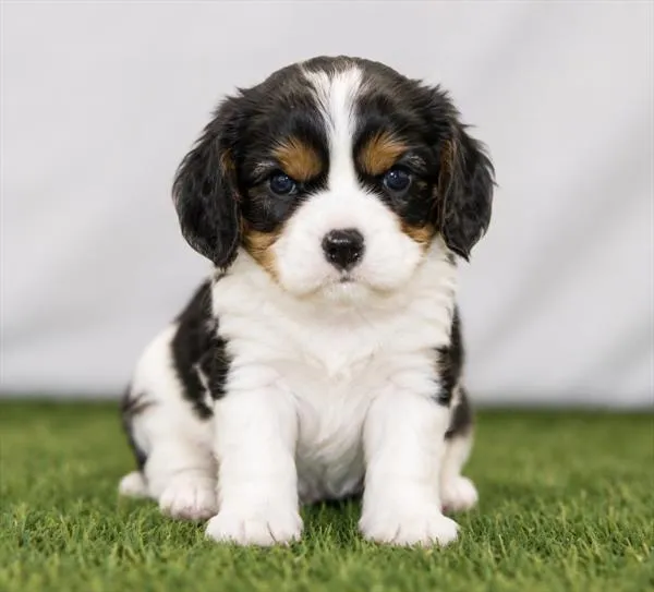 Male Cavalier King Charles Spaniel puppy named Theodore for sale at The Puppy Palace CT.