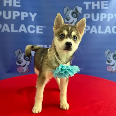 Female Alaskan Klee Kai puppy named Lilith for sale at The Puppy Palace CT.