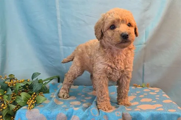 Female Mini Goldendoodle puppy named Cleo for sale at The Puppy Palace CT.