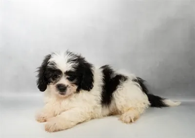 Male Peekapoo puppy named Bandit for sale at The Puppy Palace CT.
