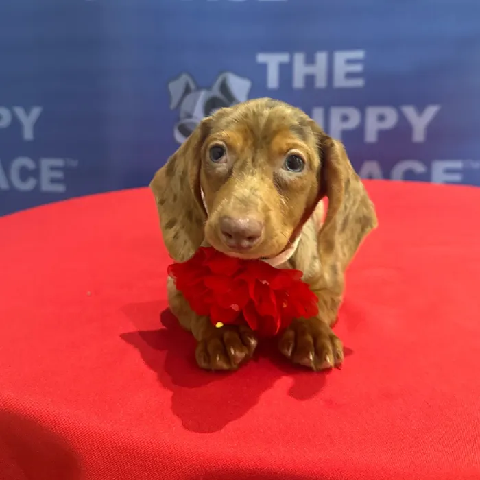 Female Dachshund puppy named Lady for sale at The Puppy Palace CT.