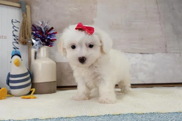 Female Maltipoo puppy named Princess for sale at The Puppy Palace CT.