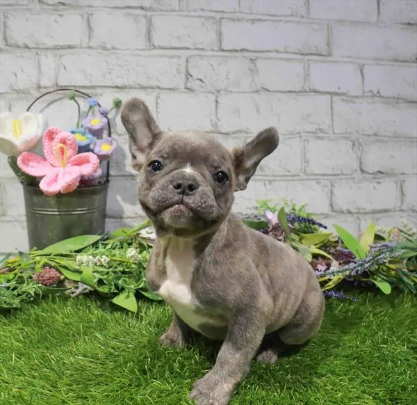 Male French Bulldog puppy named Loui for sale at The Puppy Palace CT.
