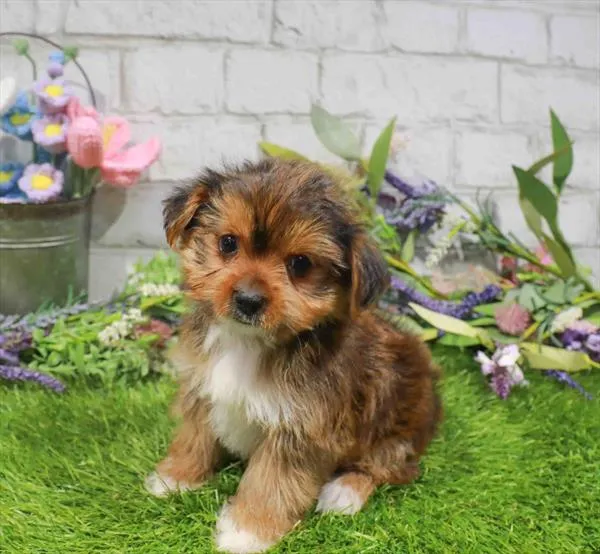 Female Yorkie puppy named Cutie for sale at The Puppy Palace CT.
