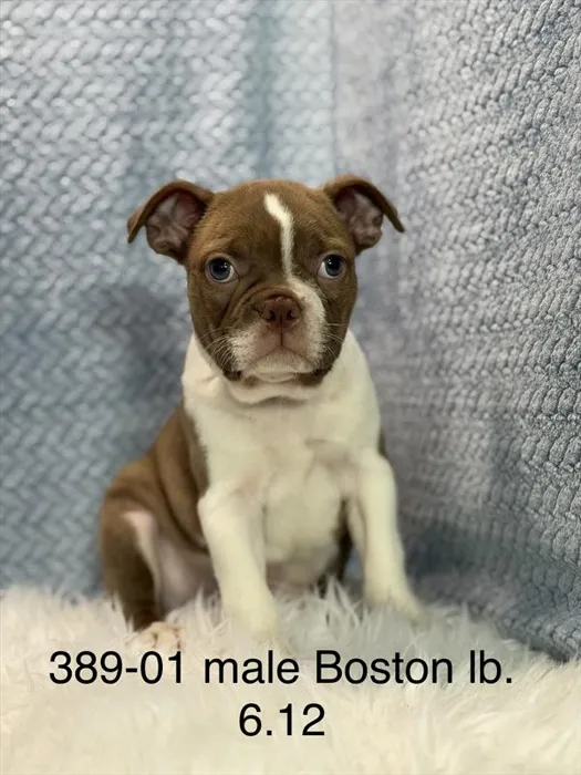 Male Boston Terrier puppy named Benny for sale at The Puppy Palace CT.