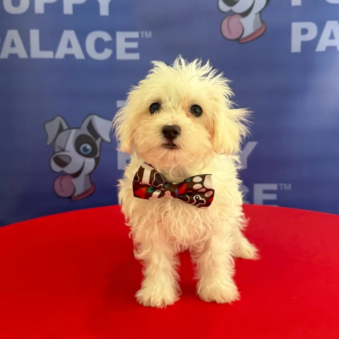 Male Maltese puppy named Mars for sale at The Puppy Palace CT.