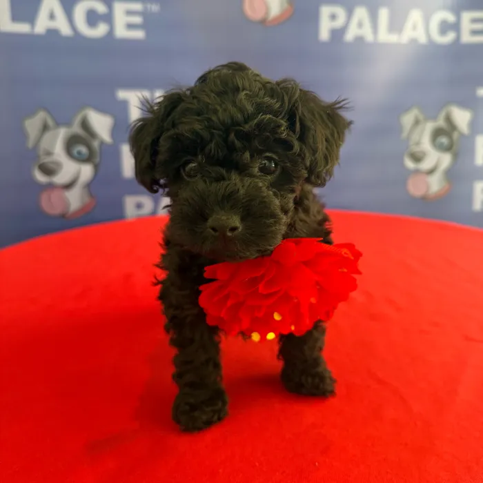 Female Toy Poodle puppy named Della for sale at The Puppy Palace CT.